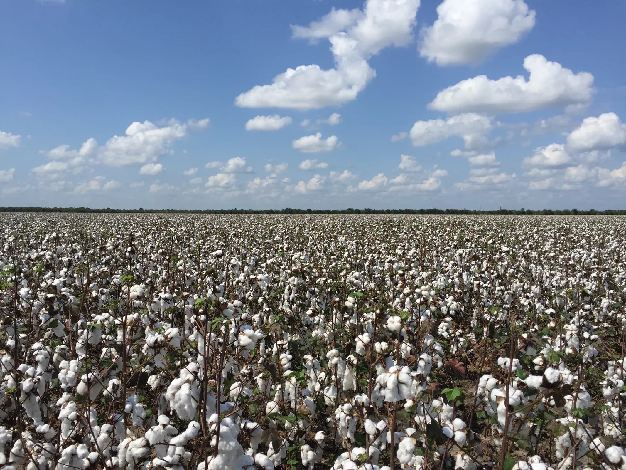 Cotton field under a blue sky