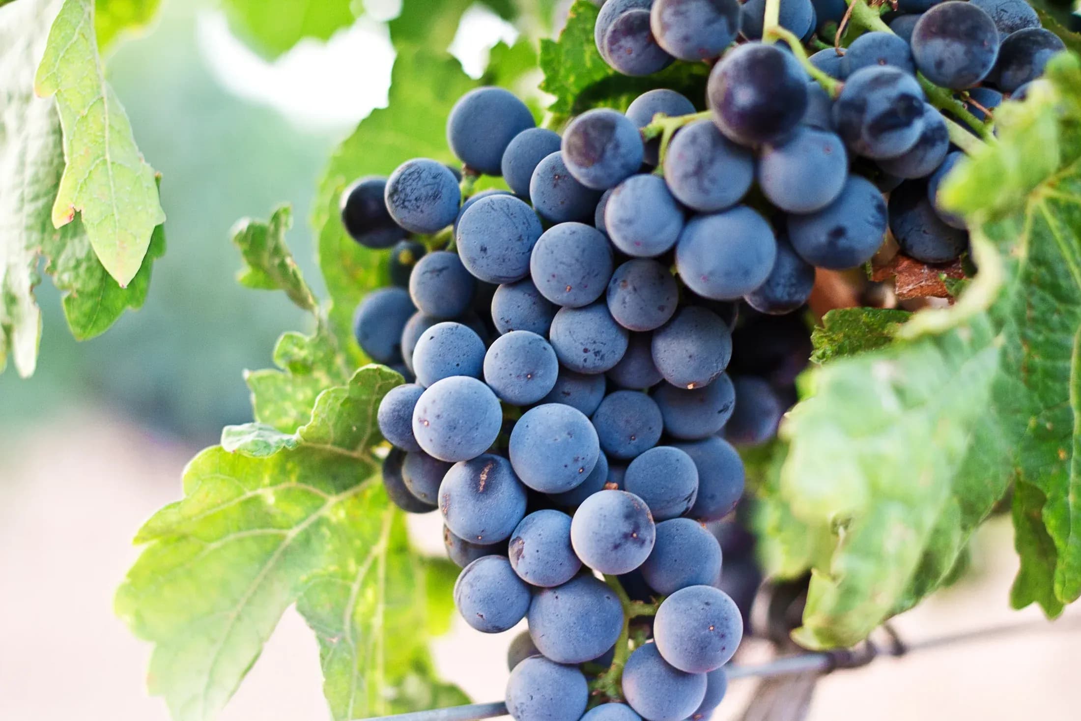 Purple grapes on the vine
