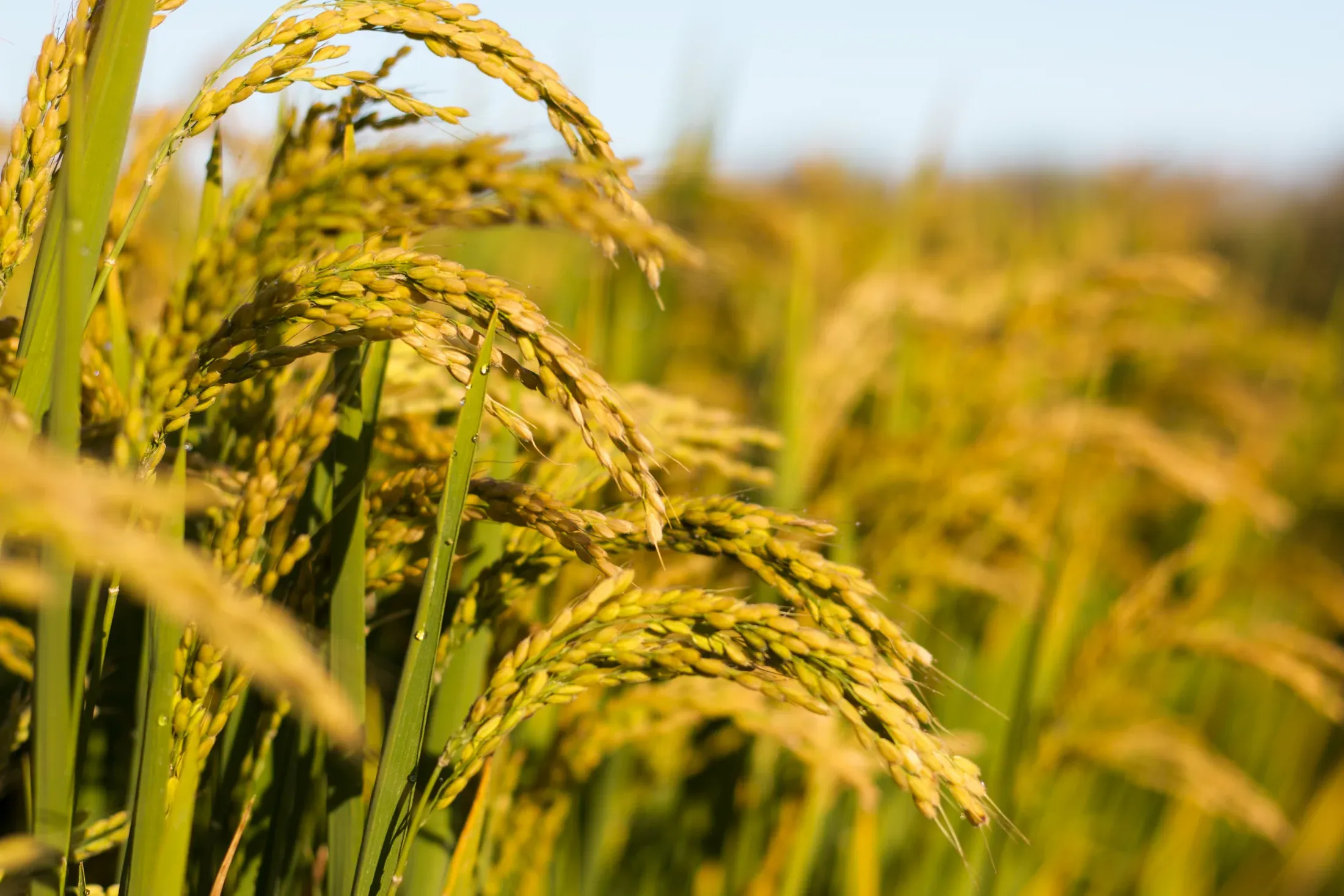 Ripening rice in a field