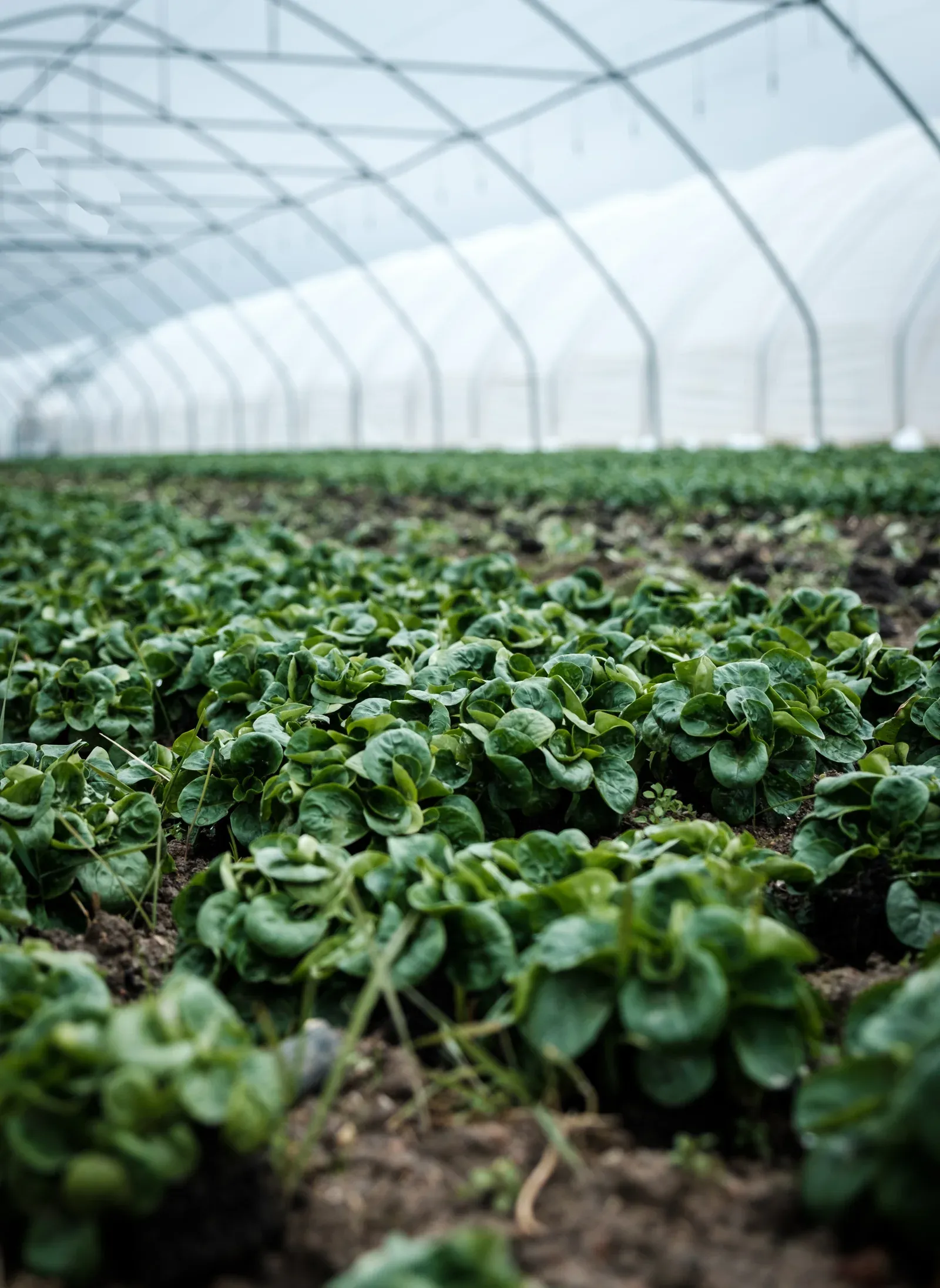 Young plants growing inside a greenhouse