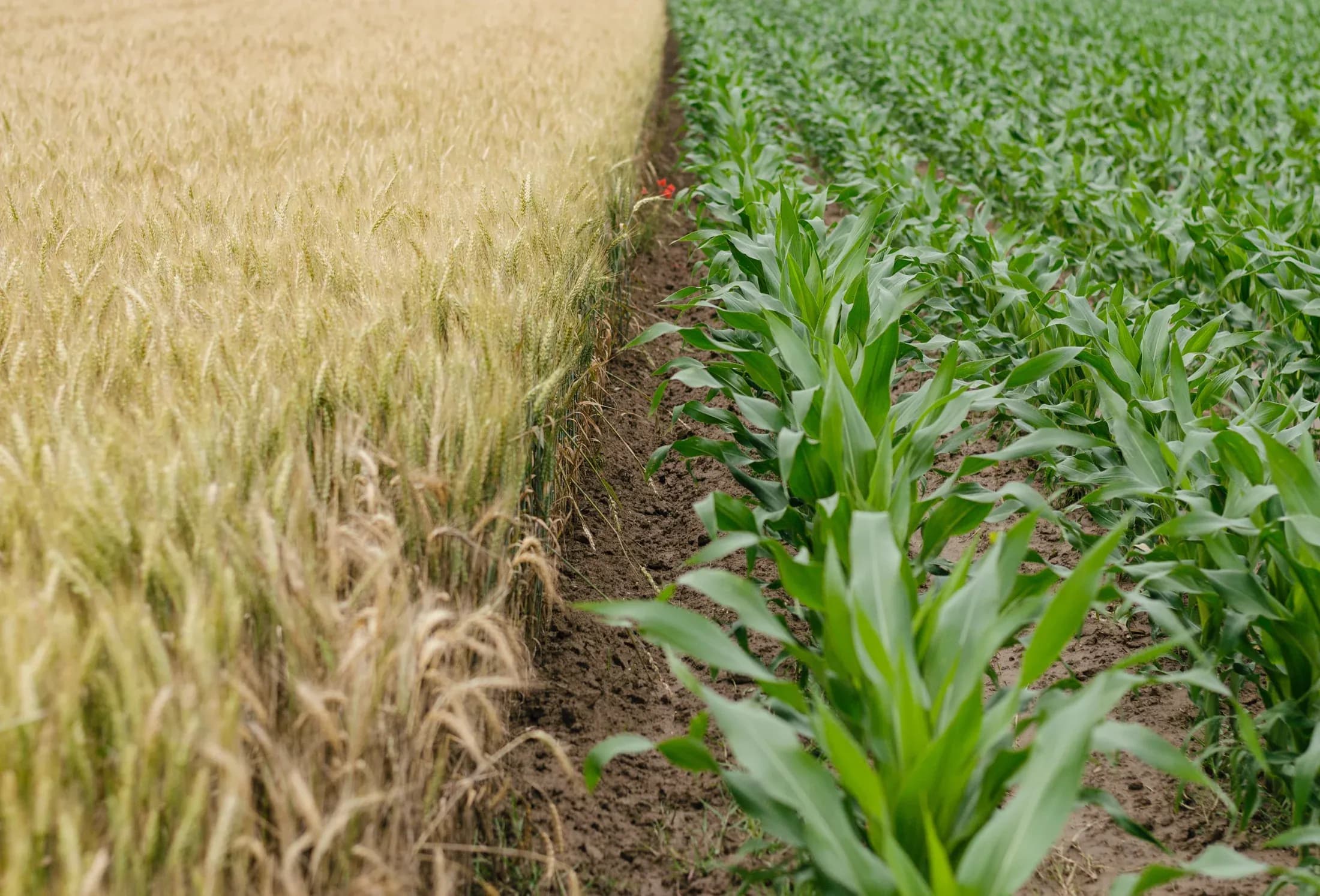 Wheat and corn growing side by side
