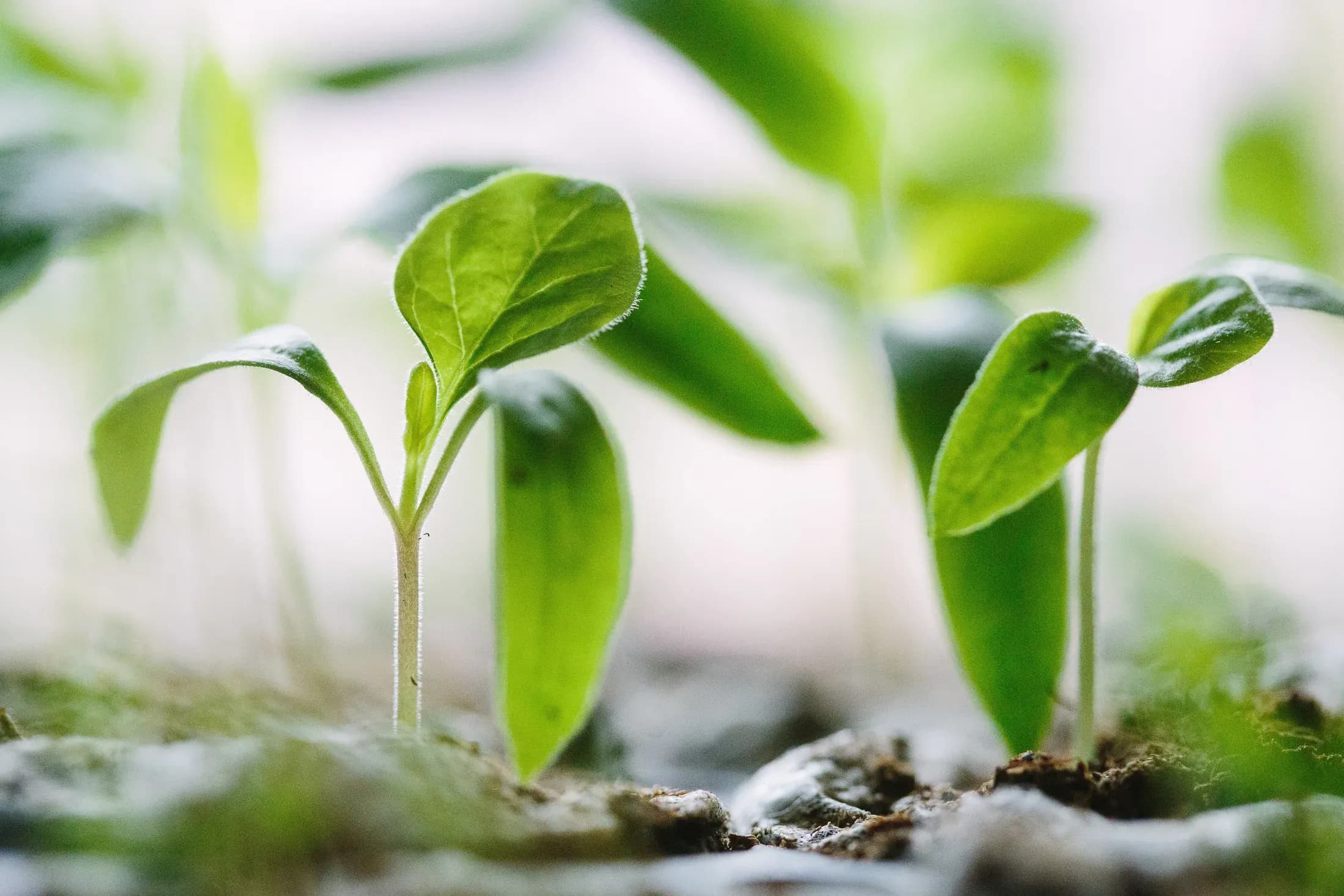 seedlings.webp
