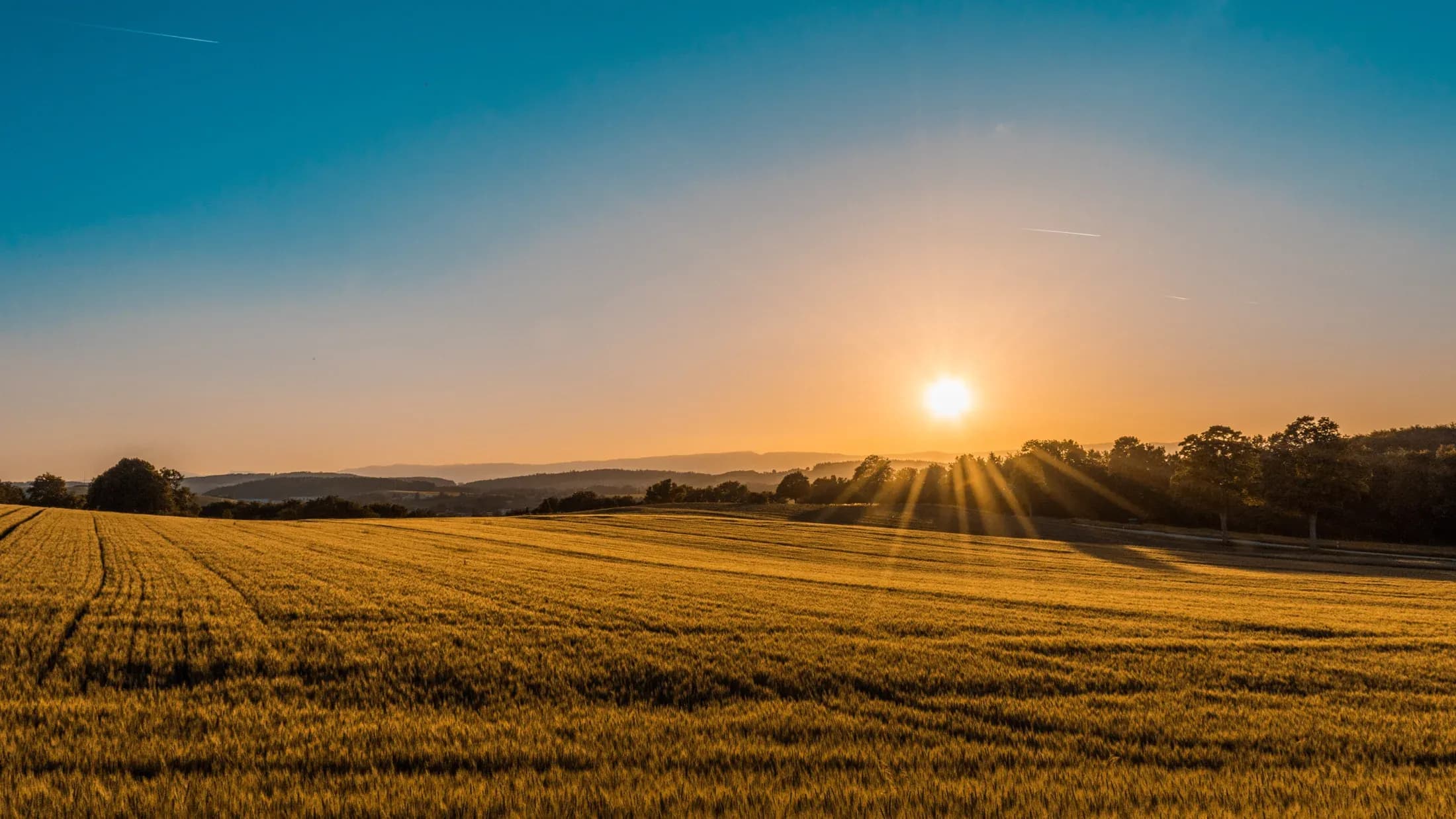 sunset-harvest.webp