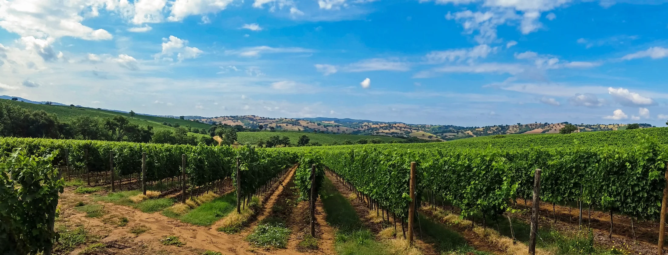 Vineyard rows illustrating cooperation