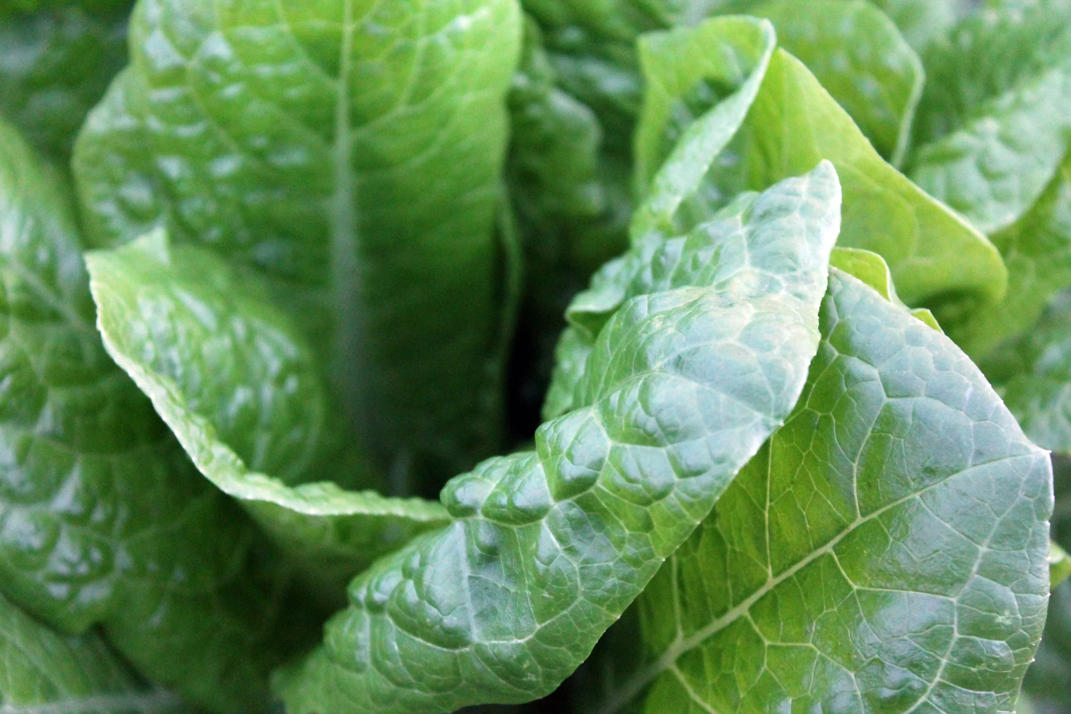 Close-up of healthy green crop leaves