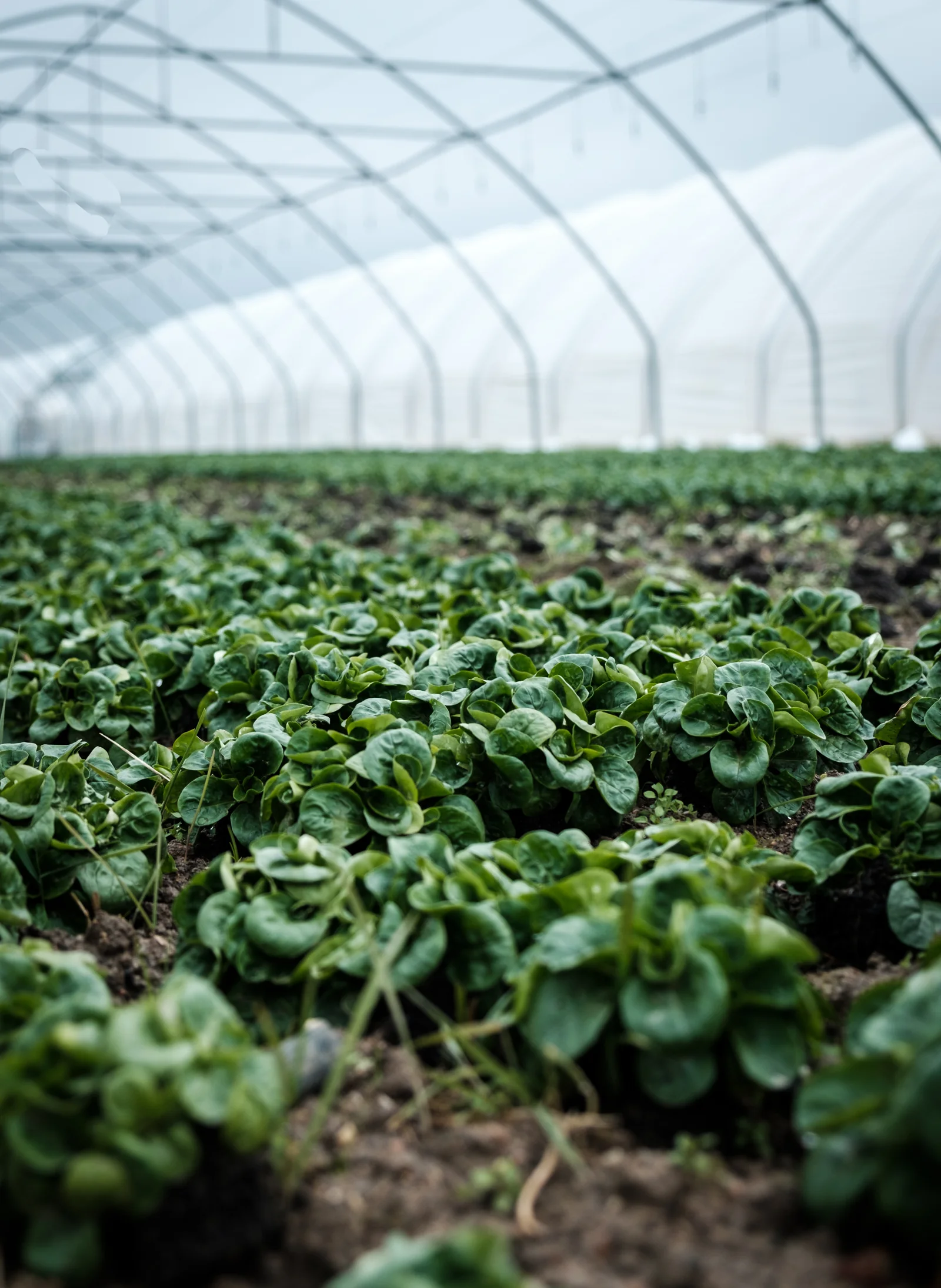 Crops growing in a greenhouse