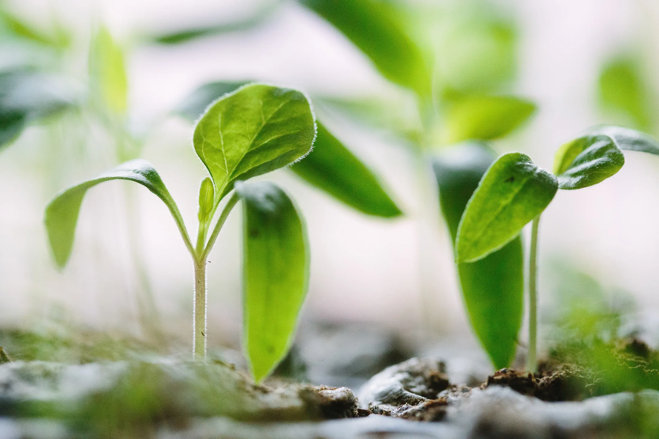 Green seedlings emerging from soil